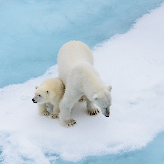Eisbären auf einer Eisscholle in der Arktis – Symbol für Expeditionsreisen ins ewige Eis.