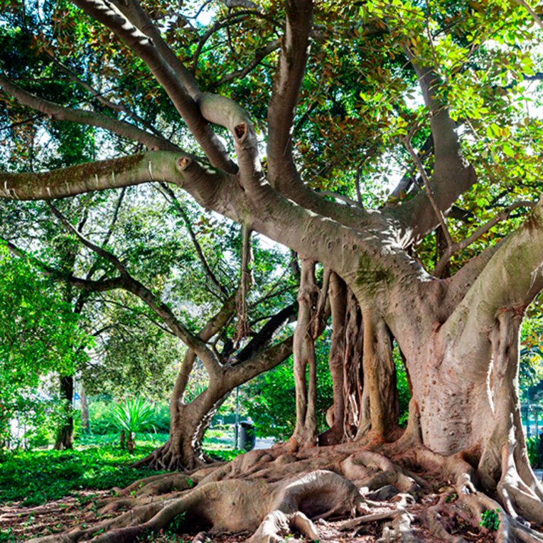 Un grand arbre aux racines étendues avec un banc à côté, situé à Lisbonne.