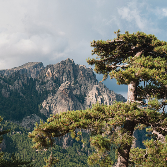 Un arbre de pin se dresse devant une montagne, créant un beau paysage naturel.
