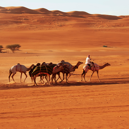 Wüstenlandschaft mit Kamelen in Oman, Rundreise und Badeferien buchen.