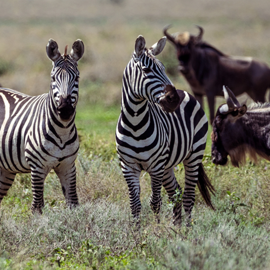 Zebras und Gnus in Tansania auf der Savanne, Rundreise buchen.