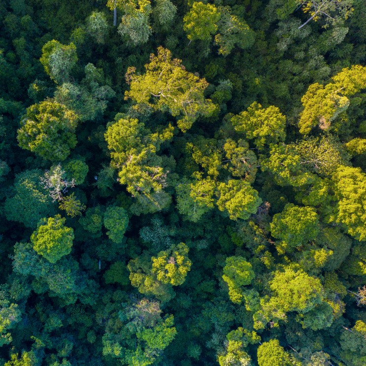 Luftbild des Dschungels von Borneo